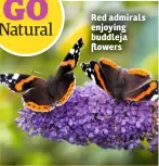  ??  ?? Red admirals enjoying buddleja flowers