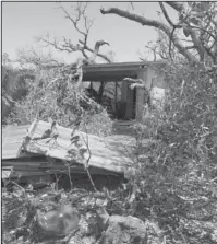  ?? Submitted photo ?? NATURAL DEVASTATIO­N: Following Hurricane Harvey’s landfall in Rockport, Texas, mature trees were downed all over Robin Hazard’s yard. The artist moved from Hot Springs to Rockport two years ago.