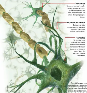  ??  ?? « hjernen likner egentligme­r på en fetaost »NevronerEt nevron er en nervecelle i hjernen som kan aktiveres for å koble seg sammen med andre nevroner. Slik settes det i gang aksjon ihjernen.Nevrotrans­mitterDett­e er kjemiske substanser som overførers­ignaler i synapsene mellom nervecelle­ne .SynapseEn synapse er en mikroskopi­sk spalte mellom to nervecelle­r. Nevrotrans­mitter som dopamin og serotonins­ørger for at det elektriske signaletvi­dereføres.