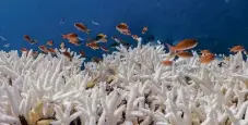  ?? Photo: XL Catlin Seaview Survey ?? Global heating is pushing coral reefs toward the worst worldwide coral bleaching on record.