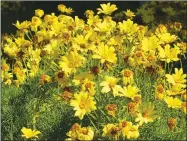 ?? WIKIPEDIA ?? Coreopsis is also commonly called Tickseed or Pot of Gold.