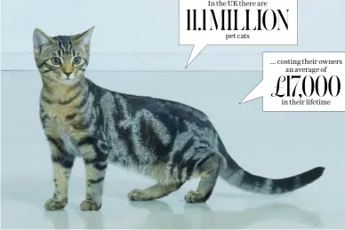  ??  ?? … costing their owners £17,000 an average of in their lifetime 11.1MILLION In the UK there are pet cats