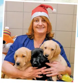  ??  ?? Santa’s little helpers: Worker Erica Cromack keeps a close eye on Radnor, Haggis and Brian, some of the older pups