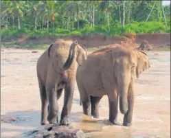  ?? FATIH DOGAN/GETTY IMAGES ?? Elephants at the Pinnawala Elephant Orphanage in Sri Lanka