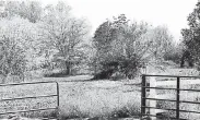  ?? Matthew Jonas, Daily Camera ?? Boulder County is considerin­g a composting facility at a former tree farm.