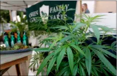  ??  ?? In this Sept. 28 file photo, marijuana plants are displayed at the Green Goat Family Farms stand at “The State of Cannabis,” a California industry group meeting in Long Beach. AP PHOTO