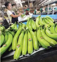  ??  ?? WORKERS pack freshly harvested bananas at the processing plant of the Philippine­s biggest banana producer Tagum Agricultur­al Developmen­t Co. in Tagum, Davao del Norte