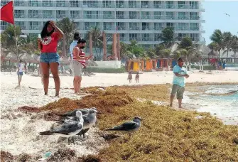  ?? EFE ?? sargazo acumulado en las playas de Cancún, en Quintana Roo