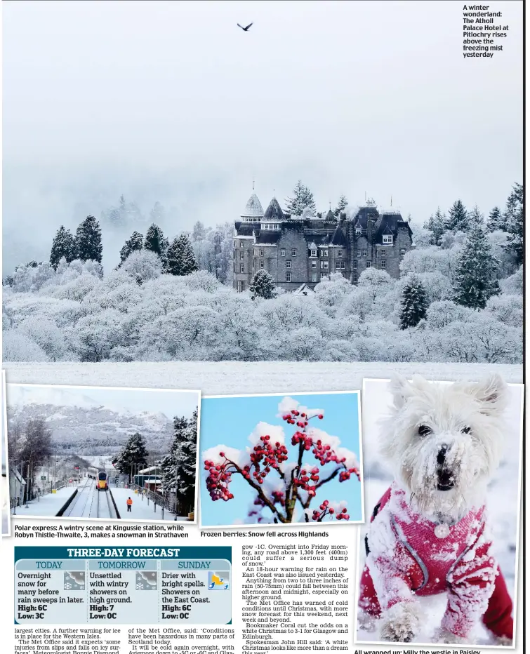  ??  ?? Polar P express: A wintry scene at Kingussie station, while Robyn R Thistle-Thwaite, 3, makes a snowman in Strathaven
Frozen berries: Snow fell across Highlands
A winter wonderland: The Atholl Palace Hotel at Pitlochry rises above the freezing mist yesterday
All wrapped up: Milly the westie in Paisley