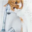  ?? FOTO: DPA ?? Oft trinken Katzen lieber direkt aus dem Wasserhahn.