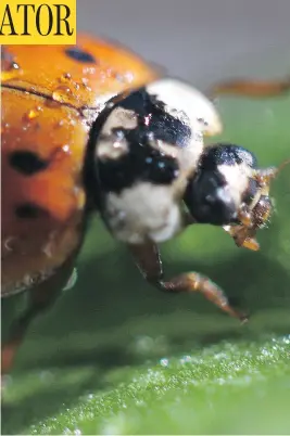  ?? POSTMEDIA NETWORK ?? Manitoba ladybugs are kindly, but their relative, the lady beetle, is invading homes.