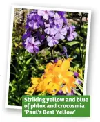  ??  ?? Striking yellow and blue of phlox and crocosmia ‘Paul’s Best Yellow’