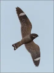  ?? PHOTO BY ROB FOWLER ?? Pictured is a lesser nighthawk, which was spotted in Humboldt County from March 29to at least April 7.