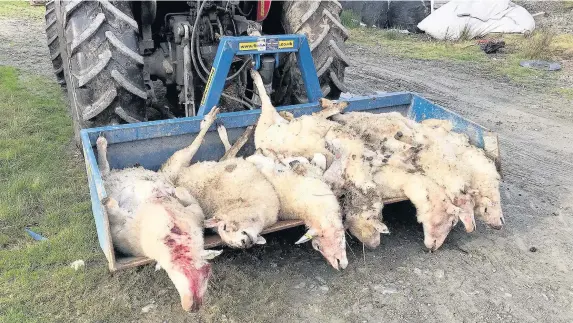  ?? Farmers’ Union of Wales ?? > Seven dead sheep which the FUW says were killed by an escaped lynx