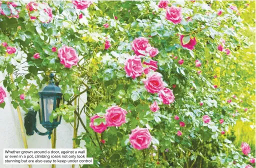  ??  ?? Whether grown around a door, against a wall or even in a pot, climbing roses not only look stunning but are also easy to keep under control