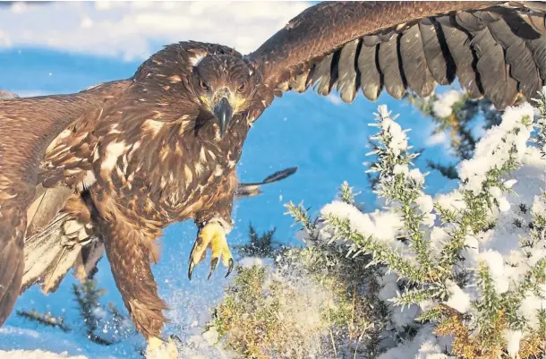  ?? ?? MAJESTIC: The popular BBC programme will visit Mull, known as Eagle Island due to the high population­s of golden and white-tailed eagles.