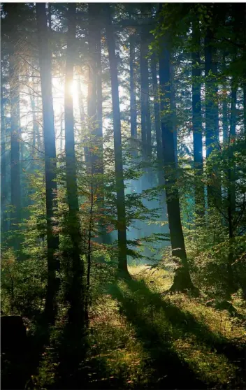  ?? FOTOS: DIETER ACKERMANN ?? Der Hochwald bei Weiskirche­n bietet die perfekte Kulisse für den geplanten Kur- und Heilwald.