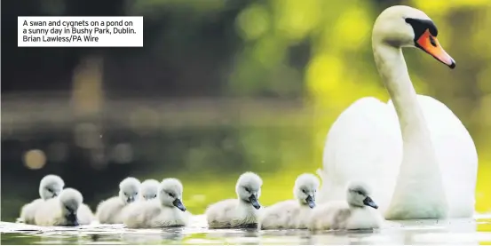  ?? ?? A swan and cygnets on a pond on a sunny day in Bushy Park, Dublin. Brian Lawless/pa Wire