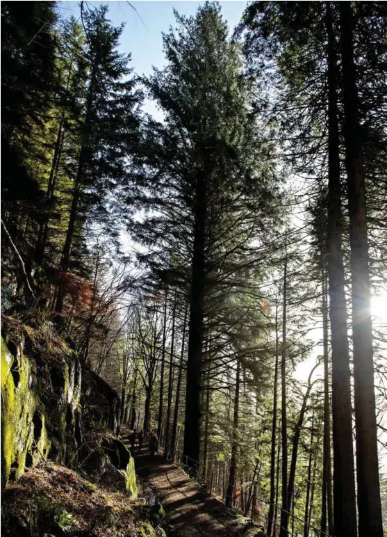  ??  ?? PLANTET I 1900: Ikke alle tålte klimaet, men to av sitkagrane­ne som ble plantet ved århundresk­iftet, har vokst til å bli henholdsvi­s det største og høyeste, og blant de største trærne i Norge.
