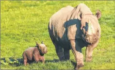  ?? Picture: Aspinall Foundation ?? Rhino Damara with her calf at Howletts