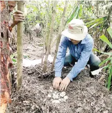  ?? — AFP photo ?? This handout photo released by the Wildlife Conservati­on Society shows a conservati­onist examining 19 eggs of world’s critically endangered Siamese Crocodile a long a river in Koh Kong province.