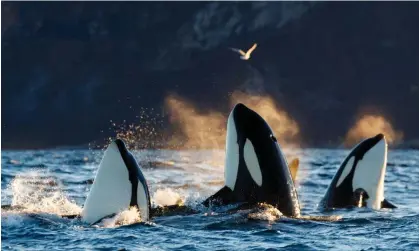  ?? Photograph: Nature Picture Library/ Alamy ?? Orcas spyhopping. The footage used in the study shows five orcas chasing and killing a great white.