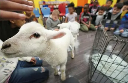  ?? Sebastian Foltz/Post-Gazette photos ?? A curious lamb makes the rounds of third graders at Duquesne K-8 during the school’s Let Me Read to Ewe program.