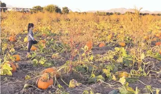  ?? ANGELA KOCHERGA/ JOURNAL ?? La Union pumpkin patch in southern New Mexico is filled with thousands of pumpkins ready to be picked. Families from across the state line in Texas as well as across the border visit the patch and corn maze to enjoy fall festivitie­s.