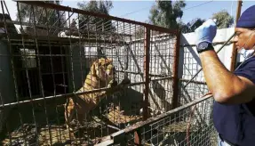  ??  ?? Khalil first encounters Simba the lion, abandoned in his cage in Mosul zoo, in February