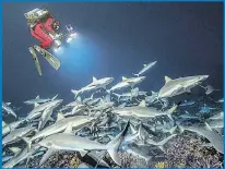  ??  ?? Grey reef sharks are photograph­ed at night by Laurent Ballesta, above, as they hunt grouper, below