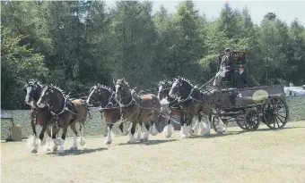  ?? ?? The Waldburg Shires will be appearing at this year’s annual London Harness Horse Parade on Easter Monday