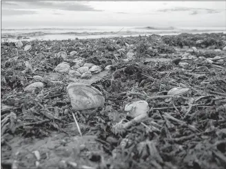  ?? BRIAN MCINNIS/SPECIAL TO SALTWIRE NETWORK ?? Thousands of shellfish are shown washed up on shore at Robinson’s Island in the P.E.I. National Park after last week’s storm. A lobster expert said these storms typically happen during the fall and that it won’t affect the overall lobster population.