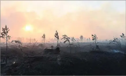  ??  ?? Cissac-Médoc, en Gironde, au lendemain de l’incendie qui a ravagé 1 100 ha de pinède, la semaine passée.