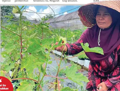  ?? ?? NAPISAH melihat pokok bendi yang ditanam layu dan tidak subur berikutan fenomena panas melampau. - Gambar NSTP/AHMAD RABIUL ZULKIFLI