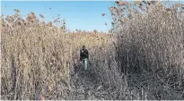  ?? TORSTAR FILE PHOTO ?? This Pickering wetland is subject to an MZO. It will be destroyed to make room for a distributi­on centre, Doris Clayton writes.