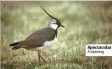  ??  ?? Spectacula­r A lapwing