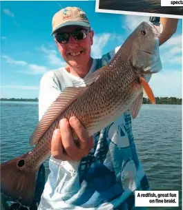  ??  ?? A redfish, great fun on fine braid.