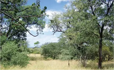  ??  ?? Beautiful bushveld on Jacobsloop game farm.