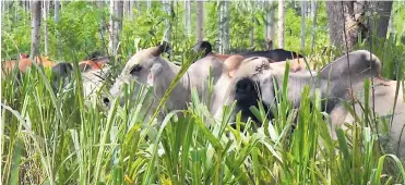  ??  ?? Habrá bienestar para el ganado por diferencia de temperatur­a, en un ecosistema que permite la relación suelo – planta - animal.