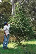  ?? ?? An employee measures a pinabete tree at Helvetia farm in Tecpan.