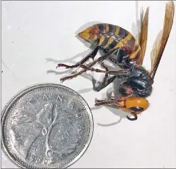  ?? B.C. Ministry of Agricultur­e ?? Asian giant hornets have noticeably large orange heads and black eyes. Worker hornets are approximat­ely 3.5 cm in length and queens can be up to 4-5 cm in length with a wingspan of 4-7 cm.