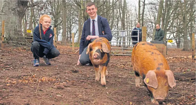  ?? Picture: Paul Reid. ?? Lathallan School pupils Claudia Green, 7, and Fraser Dandie, 16, get to know the new piglets at the school.