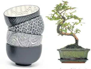  ??  ?? Set of four Pucheng tea bowls, £26, Amara.
Carmona Fukien bonsai with glazed pot, £34.99, Gardeners Dream.