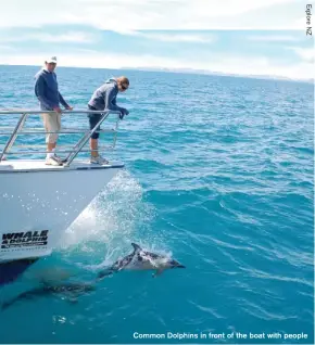  ??  ?? Common Dolphins in front of the boat with people