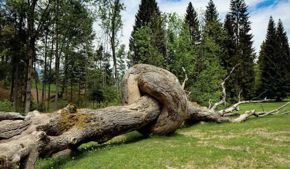  ?? (foto Bianchi) ?? Natura come arte In primo piano l’opera di Enrique Oliveira, «Radice comune». L’artista brasiliano allude a una nuova allenaza tra uomo e natura