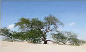  ?? Photograph: Getty Images/iStockphot­o ?? The Tree of Life in the desert, Bahrain