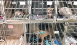  ??  ?? AnimalWelf­are League takes in stray and abandoned animals at its shelter in Chicago Ridge, then tries to place them as adopted pets in homes. Authoritie­s seek to resolve discrepanc­ies in findings by state and village inspectors.