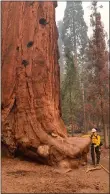  ?? COURTESY JOE STONE ?? A forest worker poses for a photo with a giant sequoia in Sequoia National Forest in California.