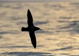  ??  ?? Manx Shearwater­s spend their UK days at sea and only return to land under cover of darkness. At dusk, birds can be seen gathering in large ‘rafts’ off Lundy’s west coast
