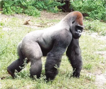  ?? ?? The most threatened ape in Africa- Cross River gorillas are found in Cross River National Park